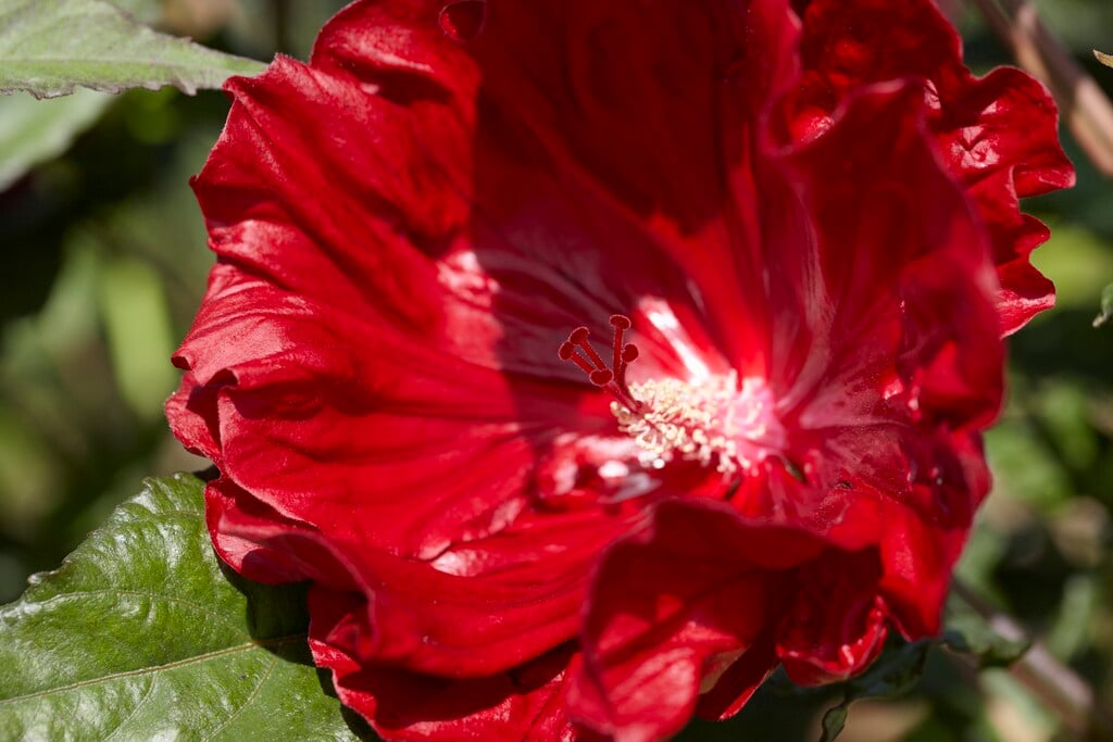 <i>Hibiscus</i> 'Cranberry Crush' (Summerific Series)