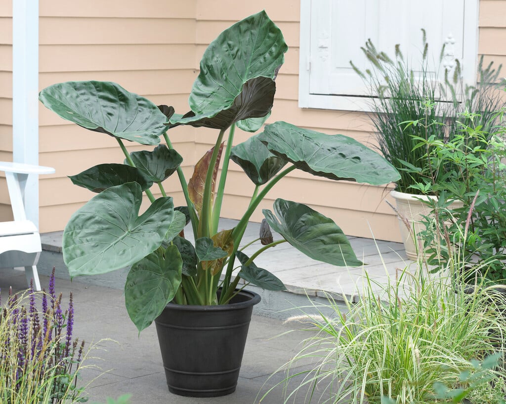 hardy elephant's ear plant