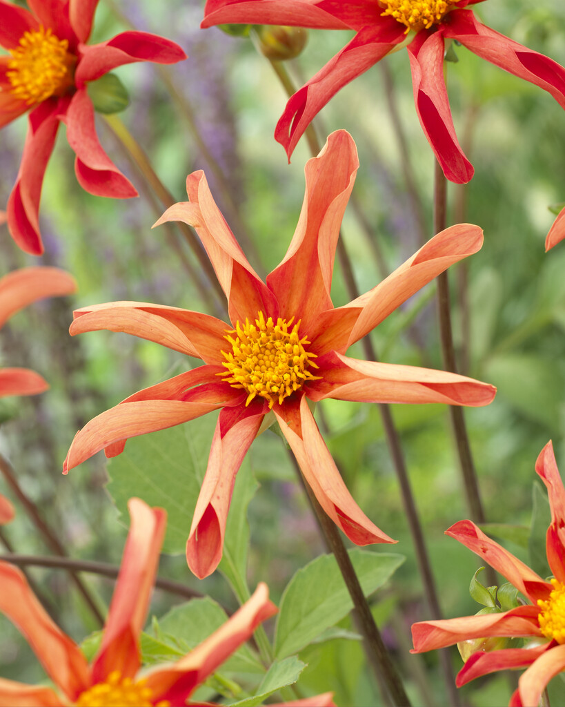 dahlia 'Honka Orange'