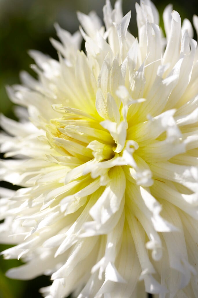 dahlia 'Ice Crystal'