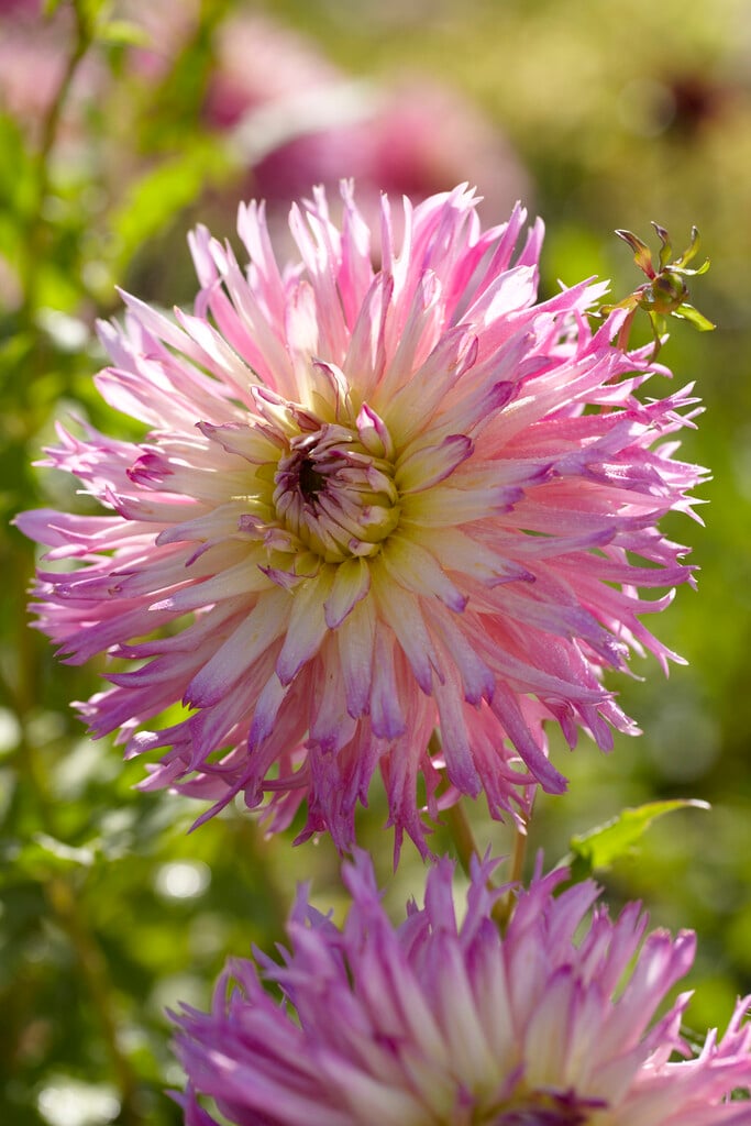 <i>Dahlia</i> 'Philothea' (Fim)