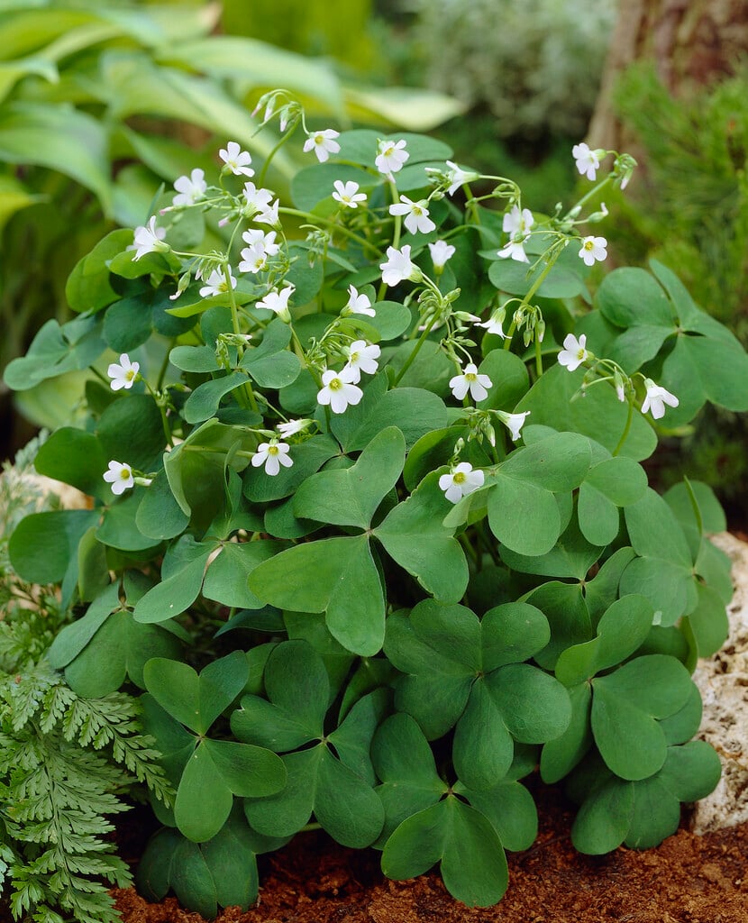 <i>Oxalis</i> <i>tetraphylla</i> 'Alba'