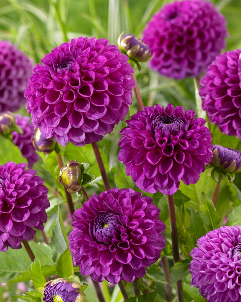 <i>Dahlia</i> 'Jowey Nina' (Ba)