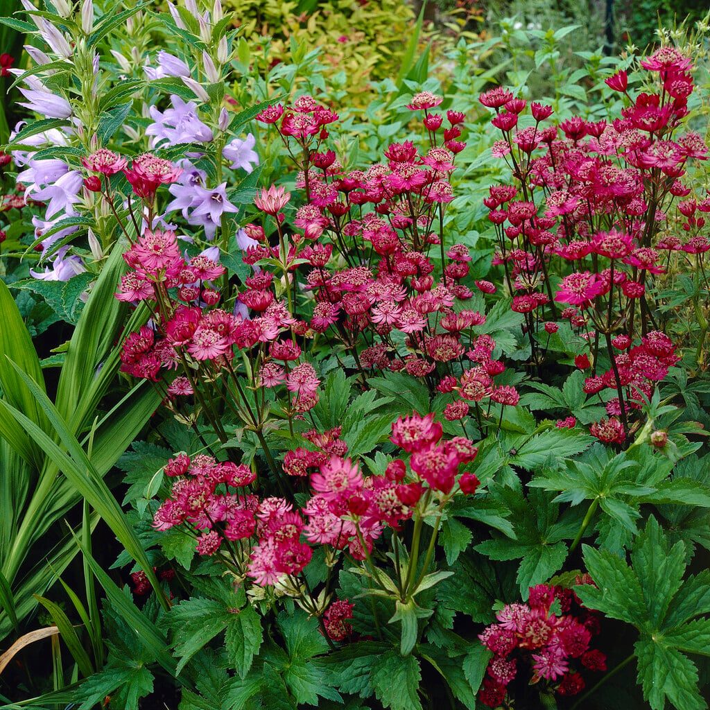 masterwort 'Rubra'