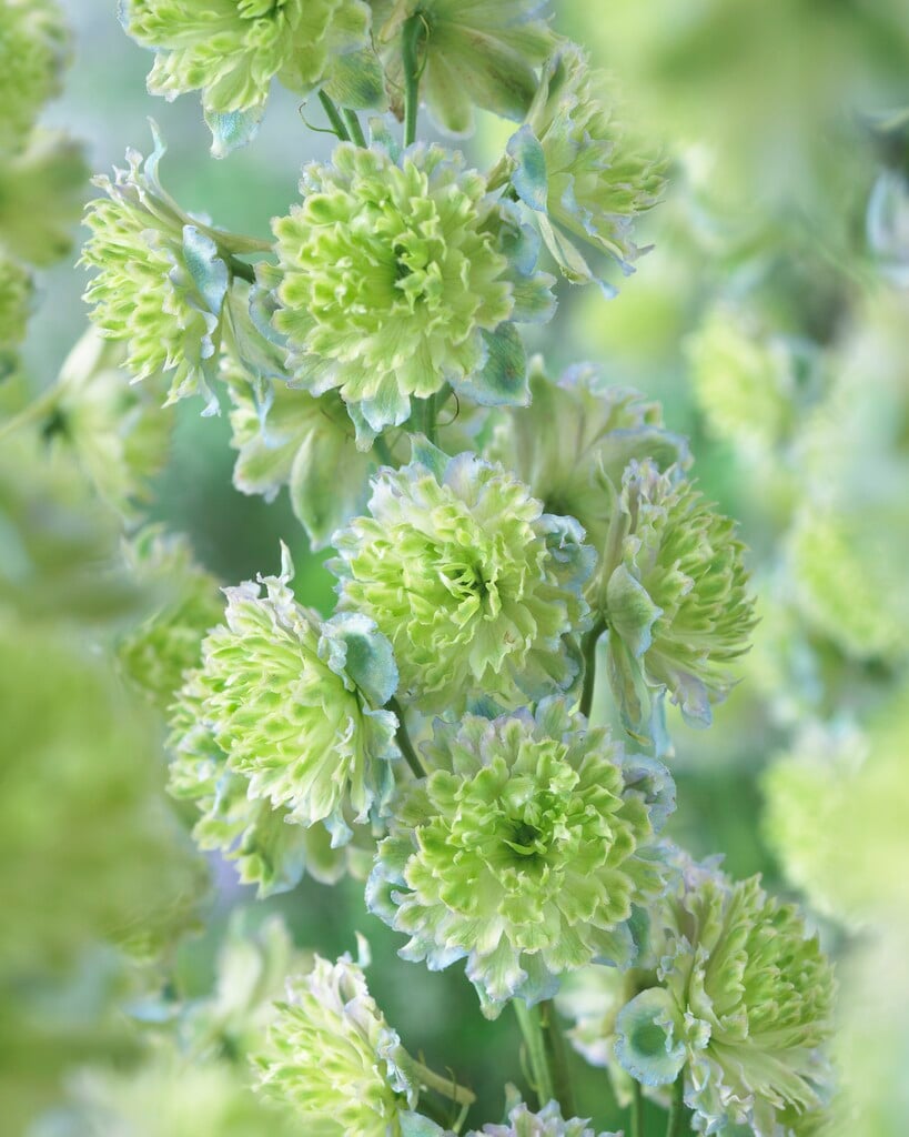 delphinium 'Flocrysdel'