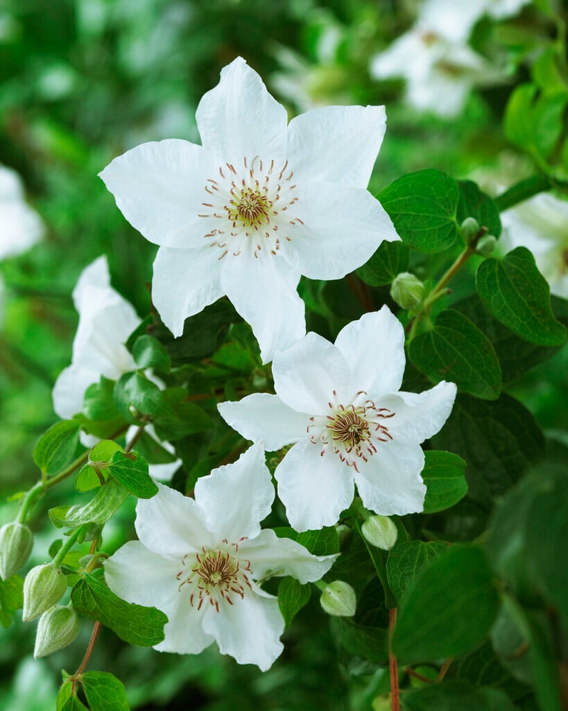 clematis 'Destiny'