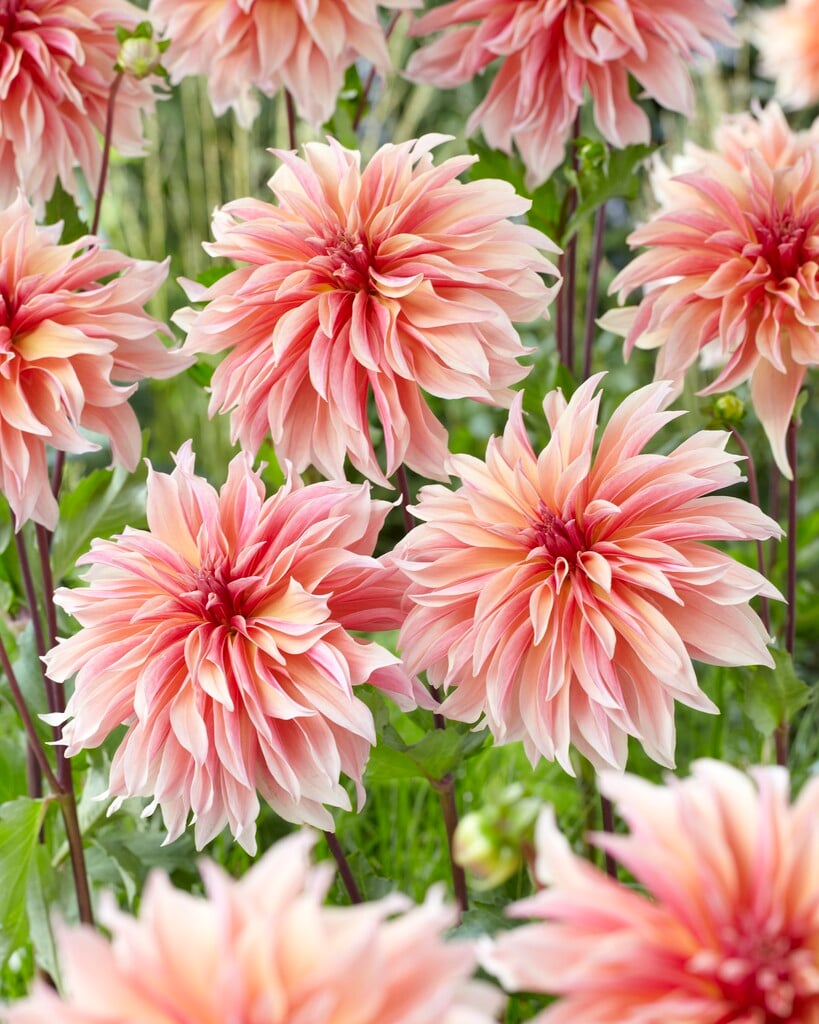 dahlia 'Labyrinth'