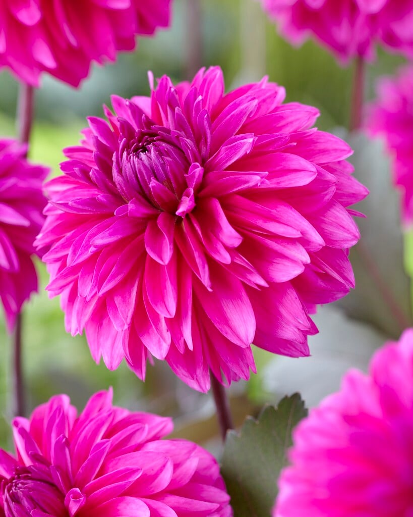 dahlia 'Evening Breeze'