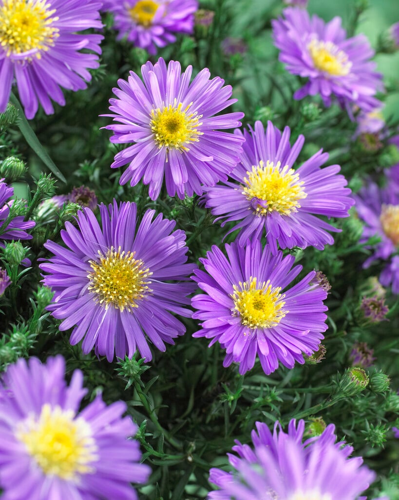 bushy aster 'Blue Lapis'
