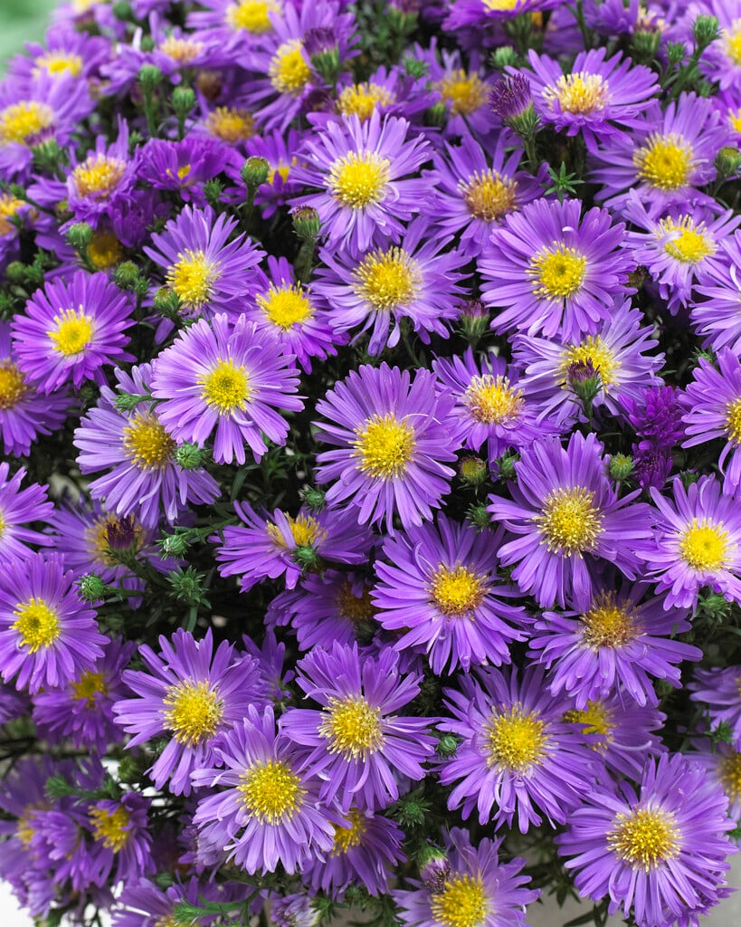 bushy aster 'Blue Lapis'
