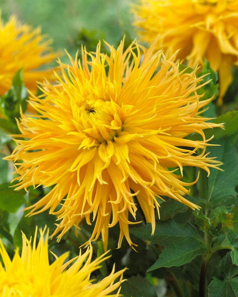 dahlia 'Encore'