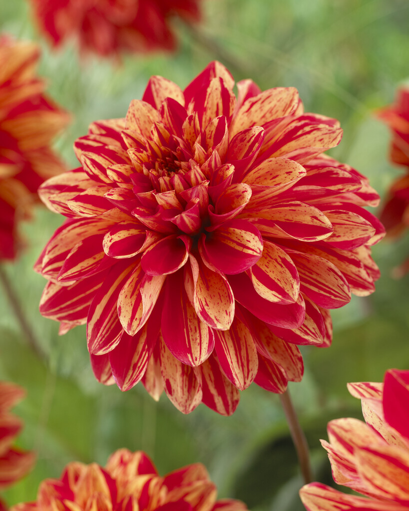 <i>Dahlia</i> 'Pippi' (D)