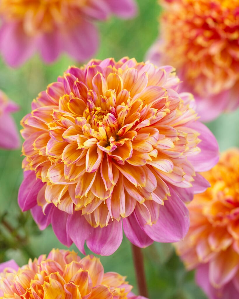 dahlia 'Life Style'