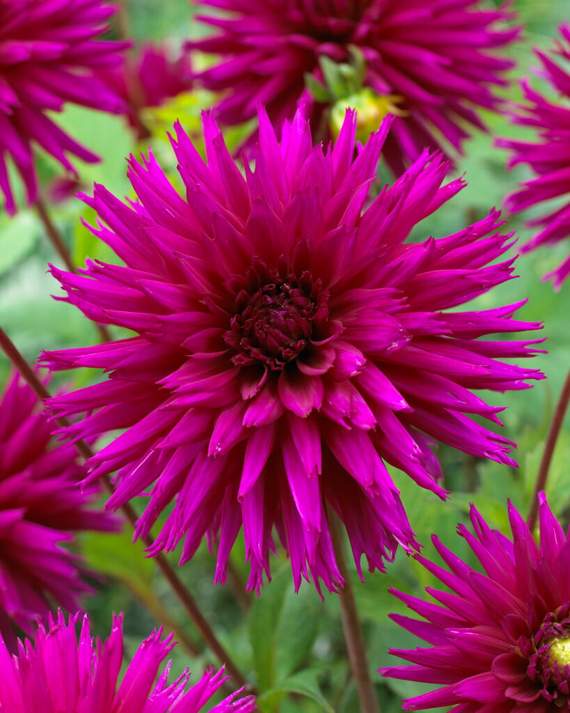 dahlia 'Ambition'