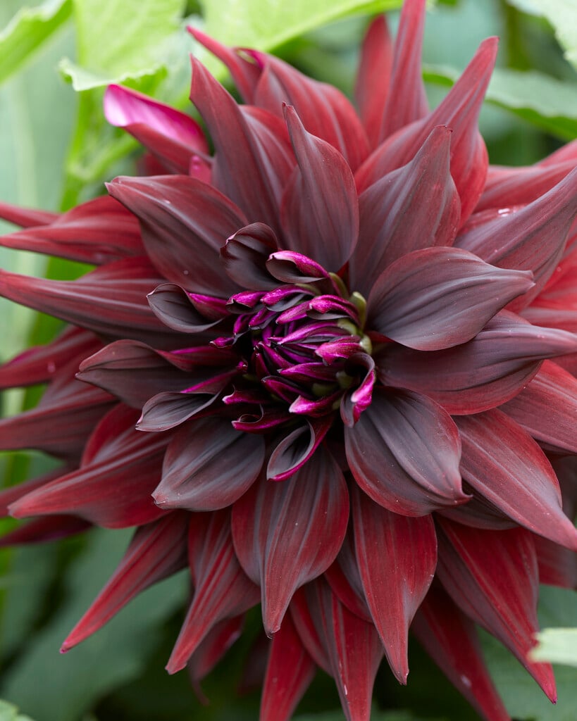 dahlia 'Brigitta Alida'