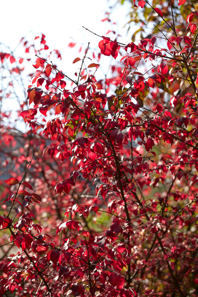 <em>Euonymus</em> <em>alatus</em> var. <em>apterus</em>