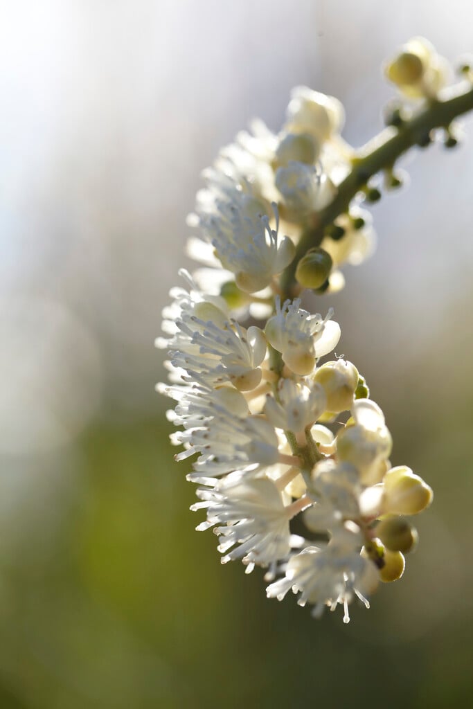 <em>Actaea</em> <em>simplex</em>