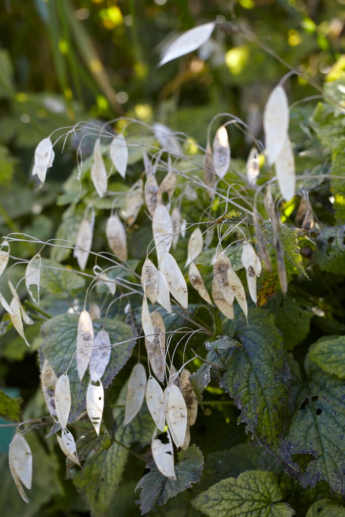 perennial honesty
