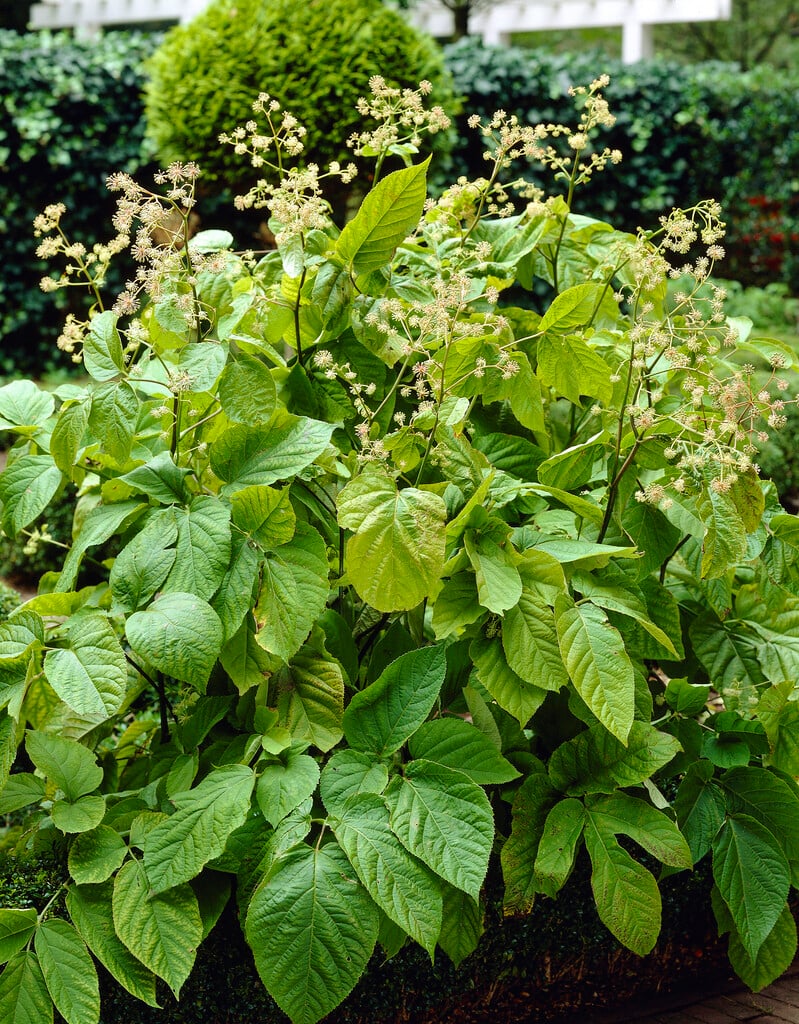 American spikenard