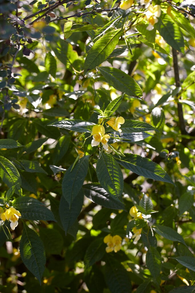 small balsam