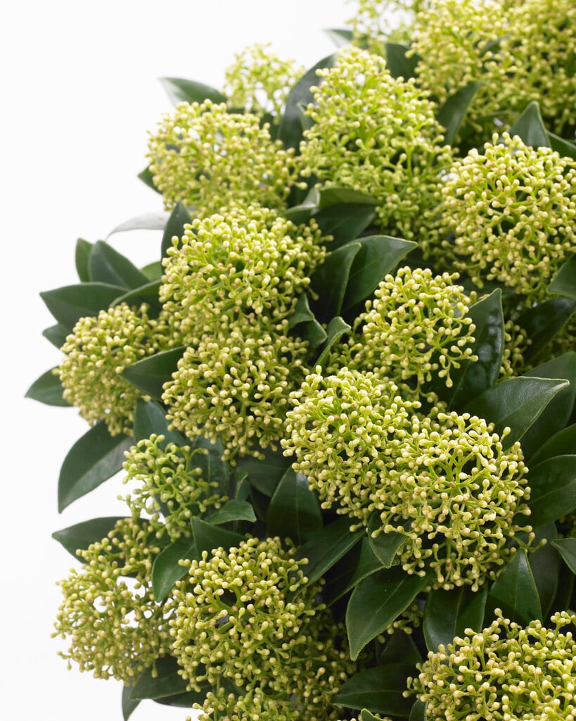Japanese skimmia [White Dwarf]