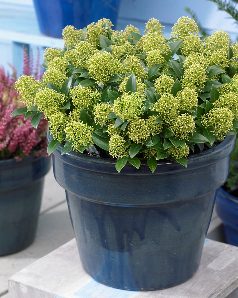 Japanese skimmia [White Dwarf]