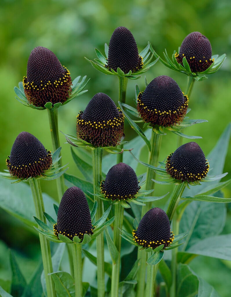 <em>Rudbeckia</em> <em>occidentalis</em> 'Black Beauty'<sup>PBR</sup>