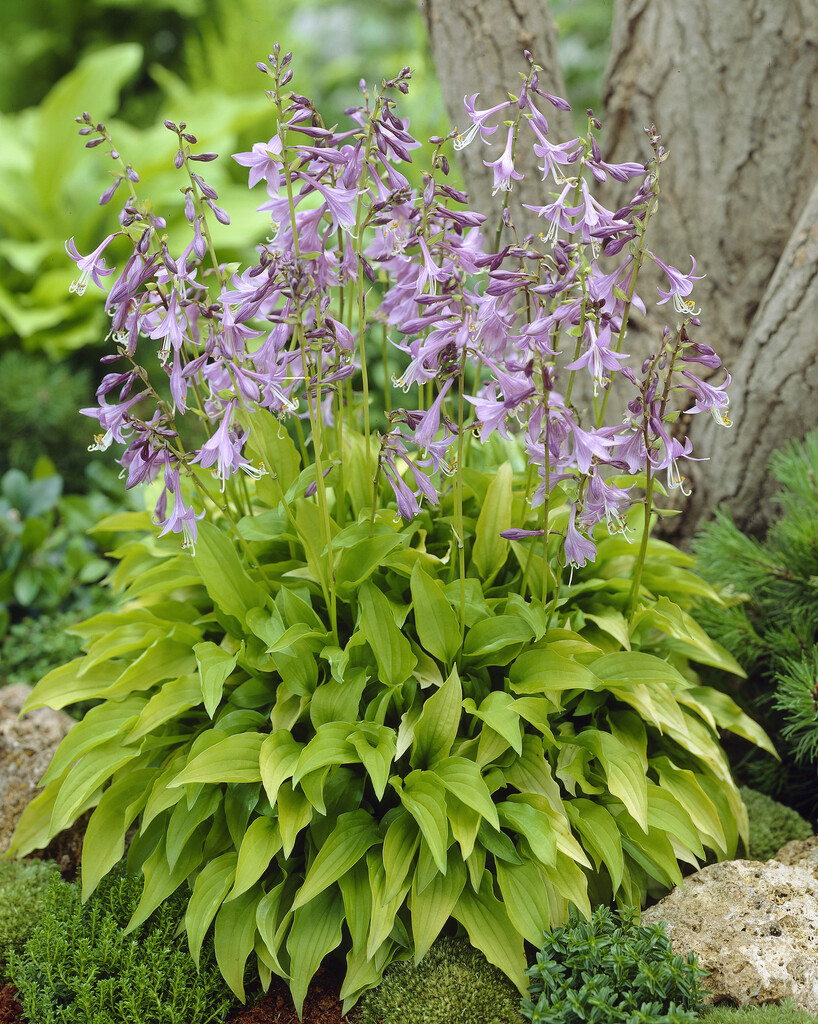 <i>Hosta</i> 'Dawn'