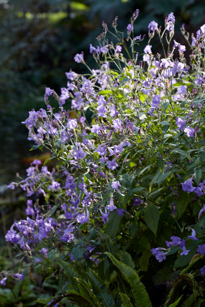 Rankan strobilanthes