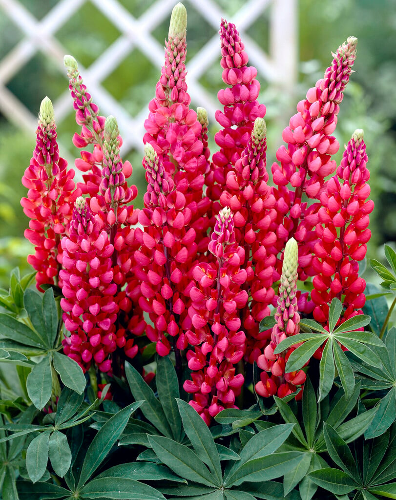 lupin 'Gallery Red'