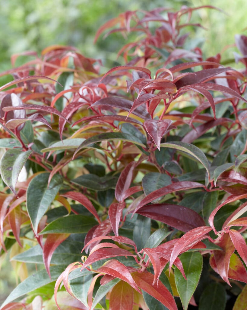 <em>Leucothoe</em> <em>keiskei</em> 'Royal Ruby'