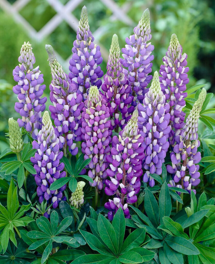lupin 'Gallery Blue'