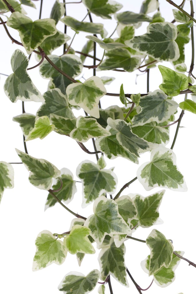 Hedera helix 'White Wonder'|ivy 'White Wonder'/RHS Gardening