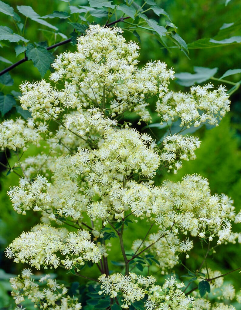 tall meadow rue