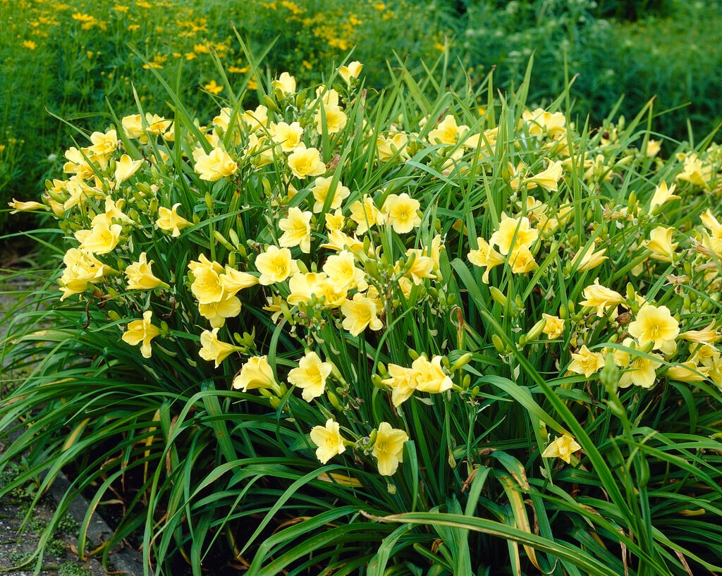 daylily 'Happy Returns'