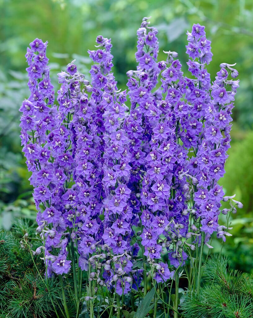 <i>Delphinium</i> 'Blue Skies'