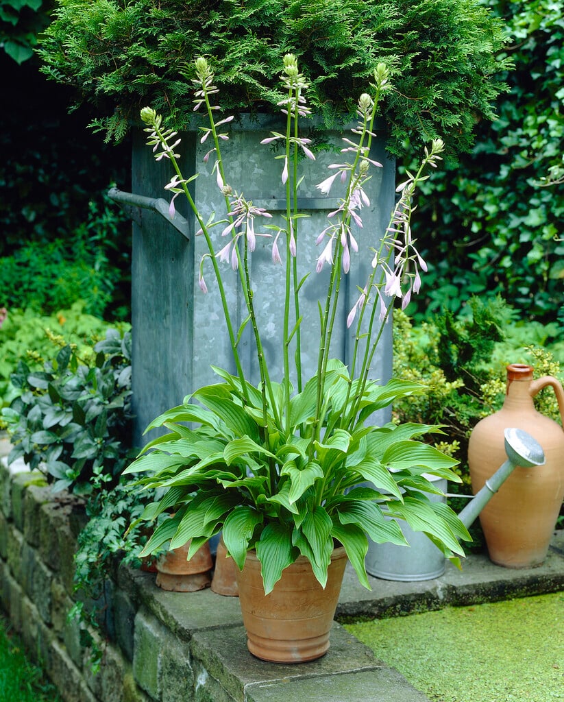 plantain lily 'Tall Boy'