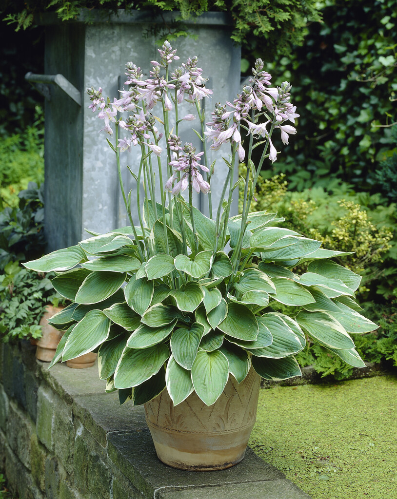 <i>Hosta</i> 'Iona' (_fortunei_) (v)