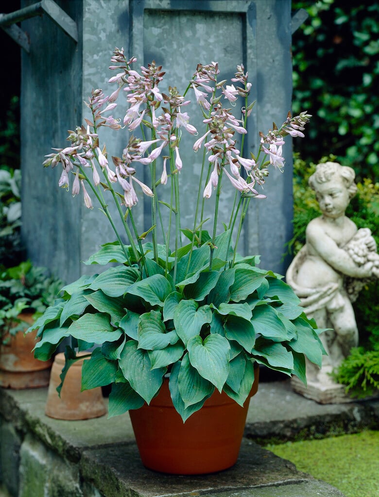 plantain lily 'Blue Boy'
