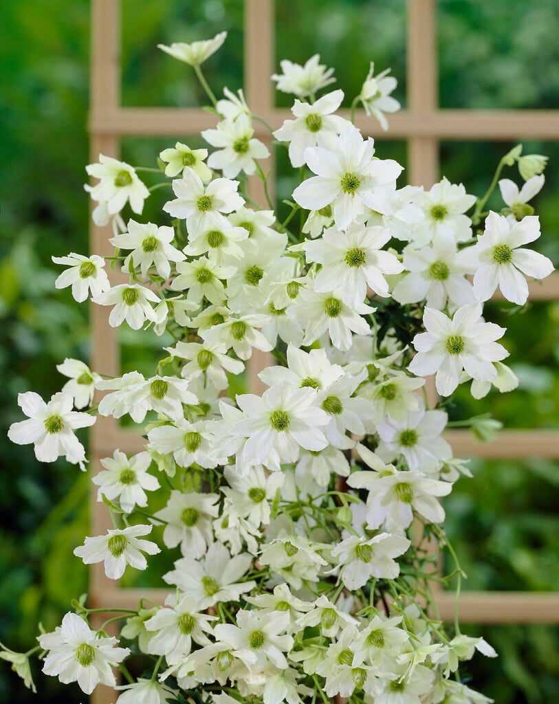 Clematis 'Early Sensation' (Fo/f)
