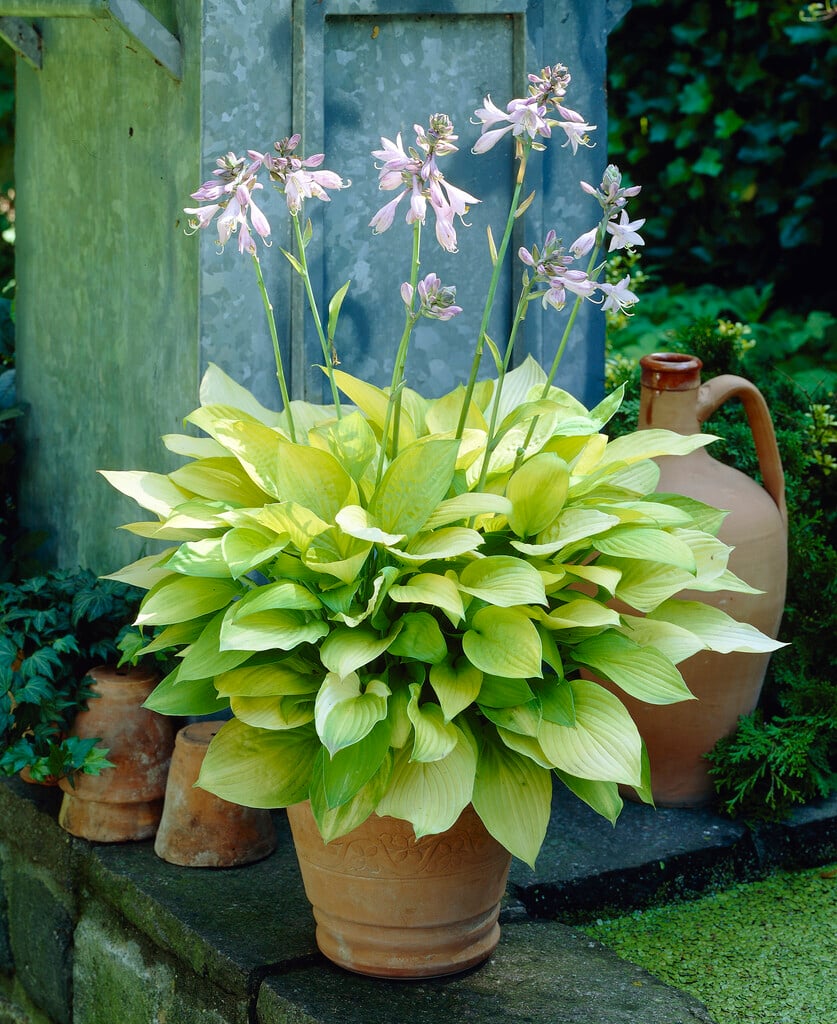 plantain lily 'Richland Gold'