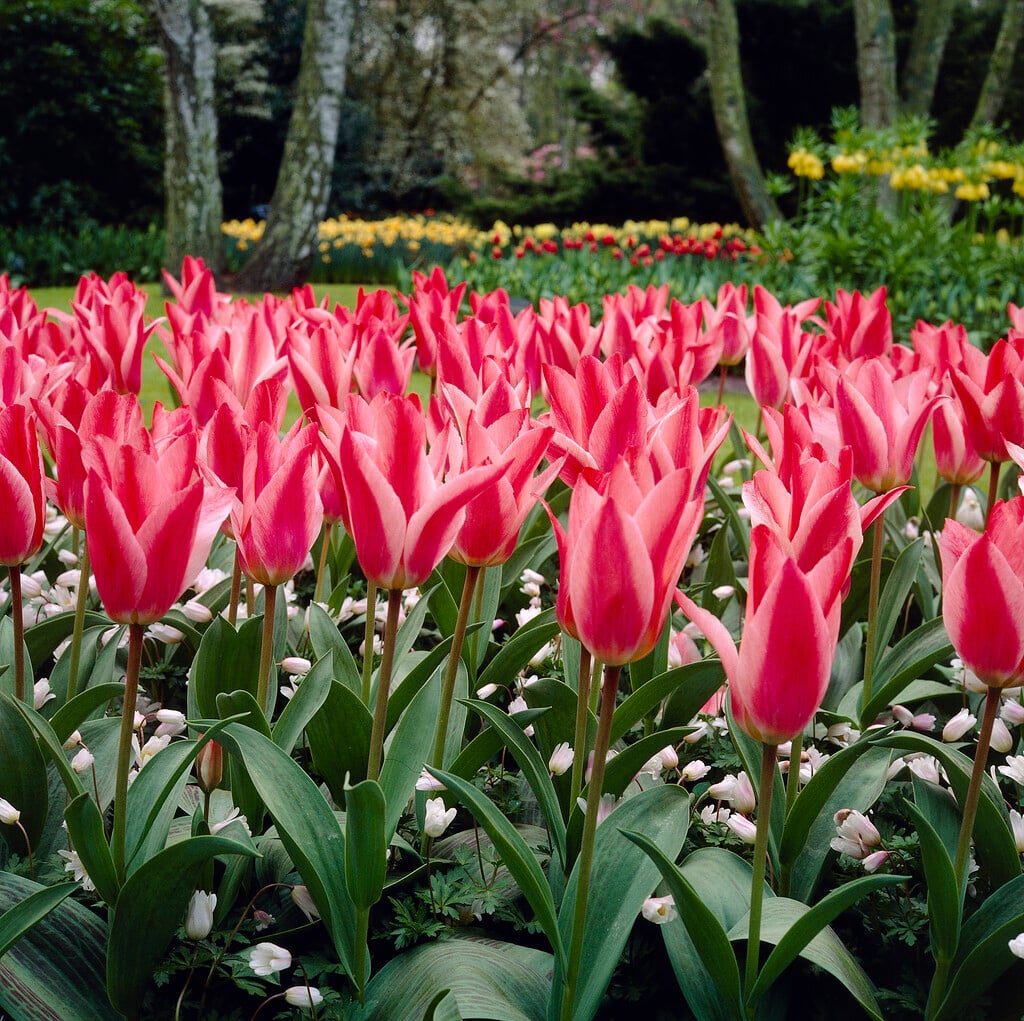 tulip 'Turkish Delight'