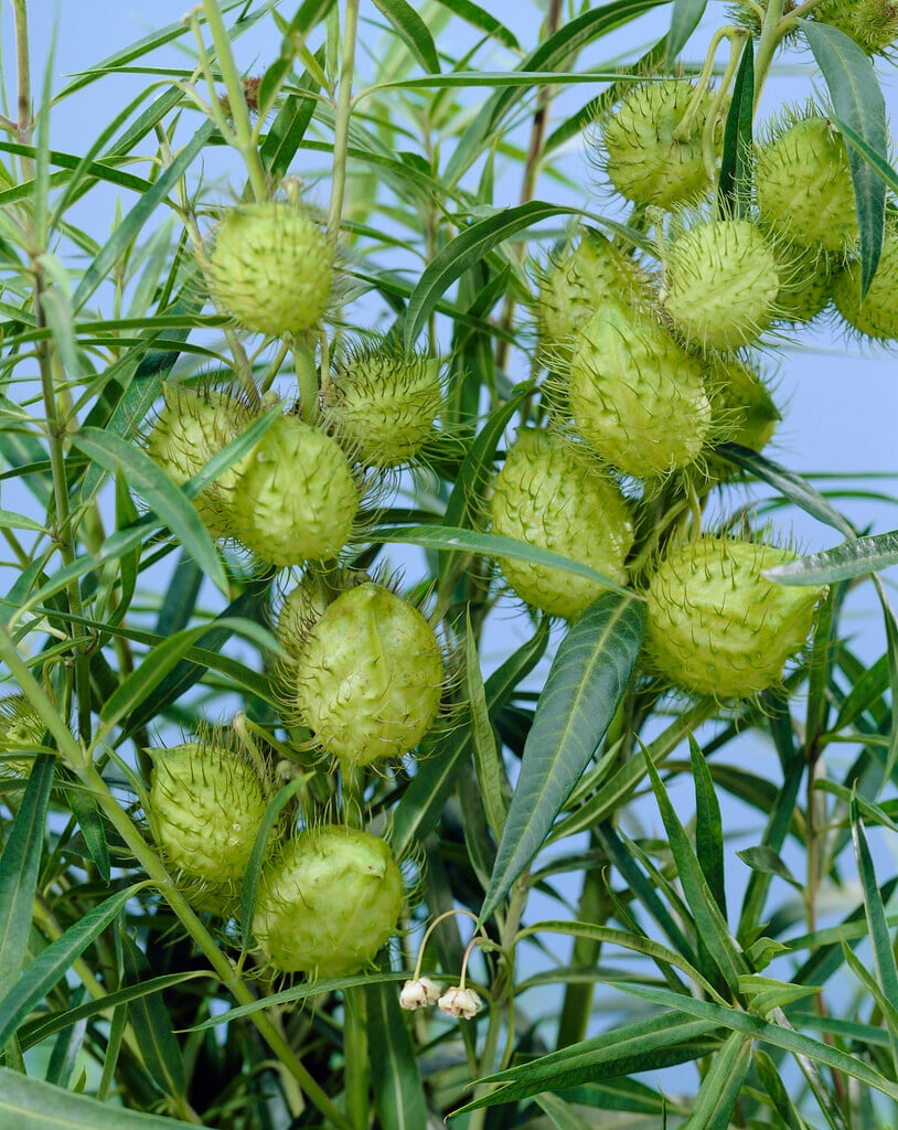 swan plant
