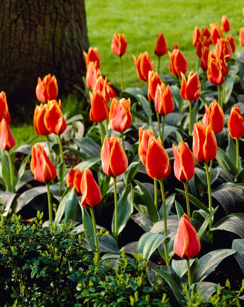 tulip 'Calypso'