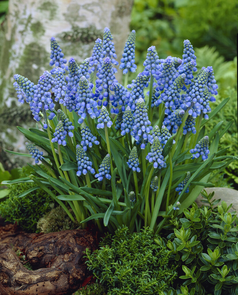 grape hyacinth 'Blue Pearl'