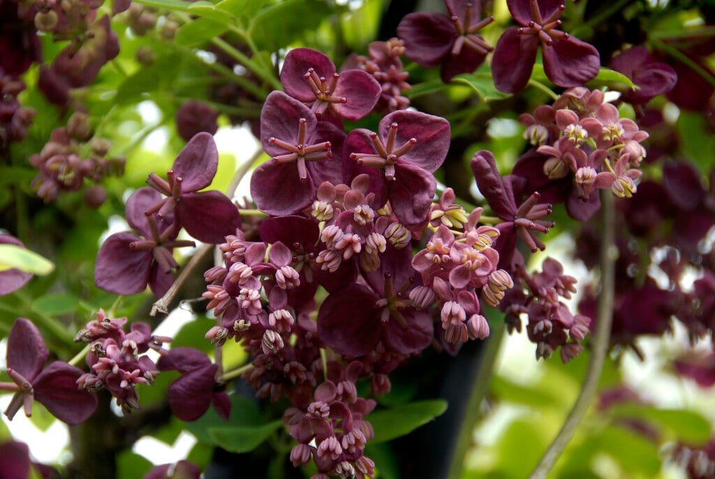 Akebia Quinata | Chocolate Vine Climber Wall Shrub/RHS Gardening