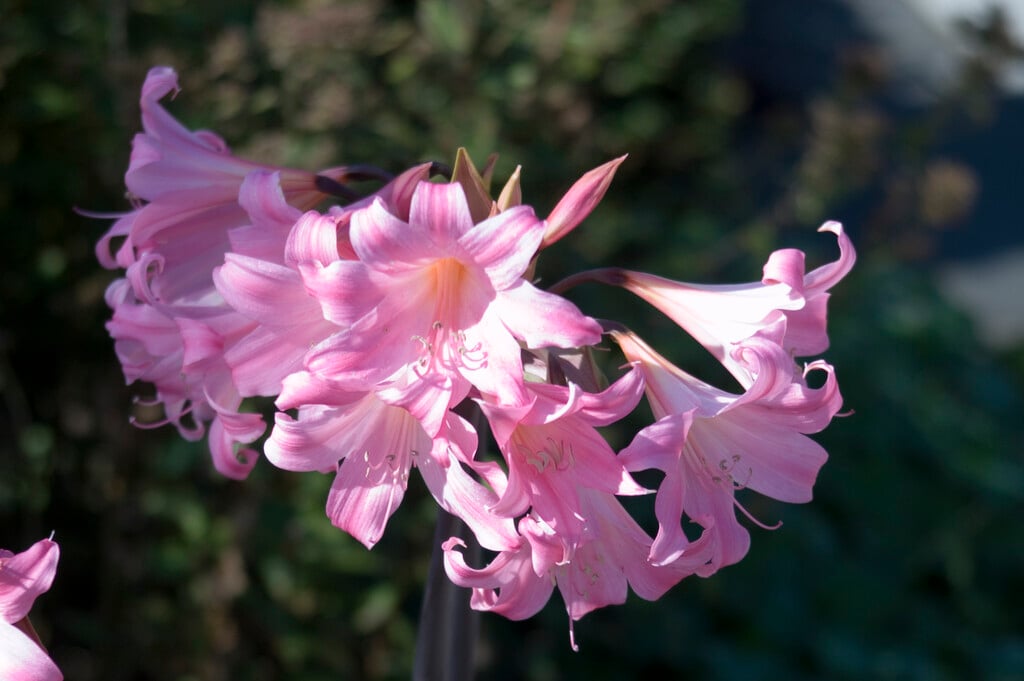 <em>Amaryllis</em> <em>belladonna</em> (mixed)