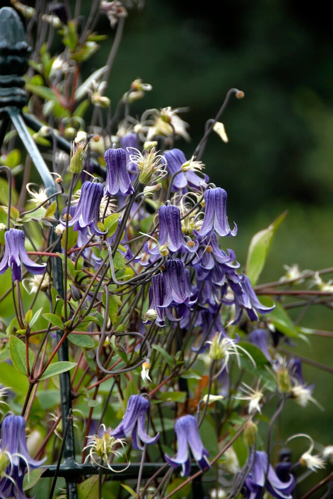 clematis 'Fascination'