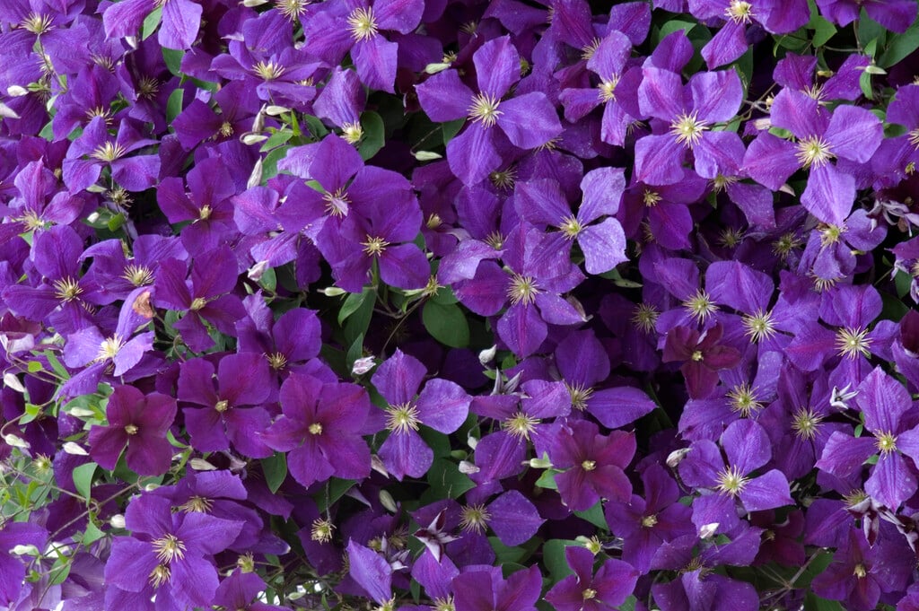 Jackman's clematis