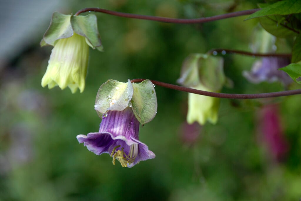 cup and saucer vine